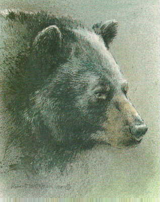 Black Bear