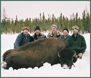 wild bison hunts alberta canada