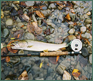 Lake Trout Fishing Alberta Canada